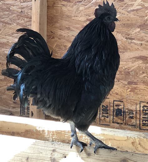 Ayam cemani price - Cemani Chicken Facts About Its Meat, Eggs, And Price. 5. It is the source of vitamin B and vitamin E. Cemani chicken contains vitamins B1, B2, B6, and B12. It also contains vitamin E which helps the …
